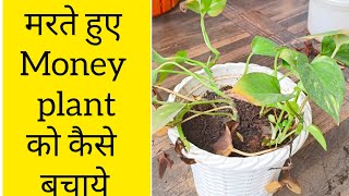 50°🌡️Bhari garmi se kharab hue money Plant ko kaise tik karein plants moneyplant indoorplants [upl. by Depoliti]