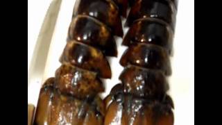 How to prepare and cook lobster tails for eating recipe tutorial [upl. by Hospers]