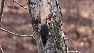 Pileated Woodpecker wrecks my tree [upl. by Ynattib]