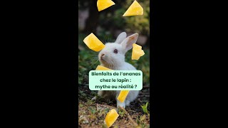 The benefits of pineapple for rabbits myth or reality [upl. by Flossie883]