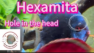 Hexamita hole in the head  Hexamita holeinthehead [upl. by Arorua]