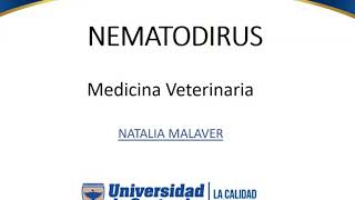 Nematodirus  Parasitologia Veterinaria [upl. by Melinde]