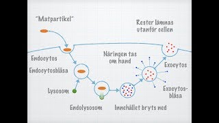 Endo och exocytos [upl. by Alejna]