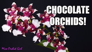 4 Orchids which smell like chocolate [upl. by Henn]