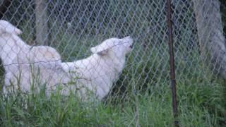 Wolf howling in Mahikan Park Quebec Canada [upl. by Imit859]