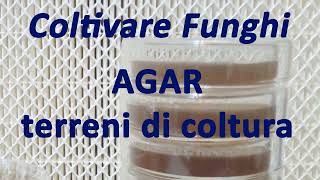 Coltivare Funghi 🍄  AGAR e Terreni di coltura in micologia [upl. by Ralyks548]