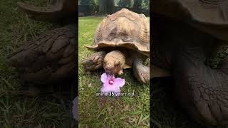 Tortoise follows her pig friend [upl. by Yleen]