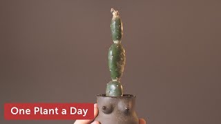 Opuntia elata Houseplant Care — 205 of 365 [upl. by Hayes]