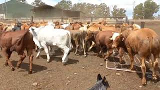 Australian cattle dog moving cattle [upl. by Lemay634]