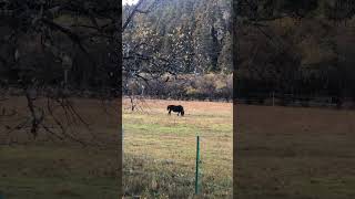 horse kuda potatso national park shangrila yunnan CN cavalo konj hest caballo лошадь 馬 말 घोड़ा atış [upl. by Aliak909]