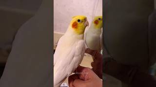 Adorable Singing Cockatiel cockatielscraze cockatiel birdsinging [upl. by Hutton]