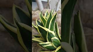 Sansevieria trifasciataLotus Hahnii Houseplant with creamy white variegation F Asparagaceae [upl. by Buroker]