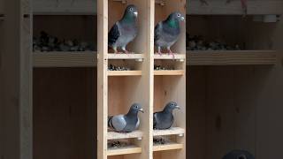 Yellow Drops prevents trichomoniasis and ornithosis in pigeons one drop in the beak of the pigeons [upl. by Janeen214]