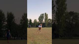 Updog Challenge Time Warp with our rescue Pitbull Joy the Flying Meatball discdog frisbeedog [upl. by Tteve752]