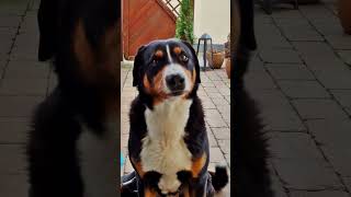 Appenzeller SennenhundWarten auf leckeres🦴😋 appenzeller hund [upl. by Nibuz]