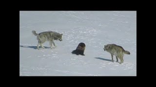 Une meute de loups a encerclé un glouton et voici ce qui sest passé ensuite [upl. by Atilrac949]