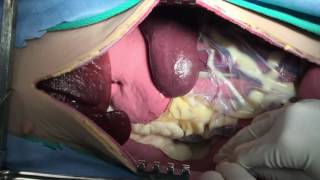 Exploratory Laparotomy Syndaver Canine [upl. by Peatroy366]