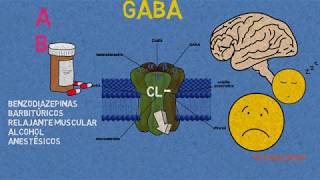 Receptores GABA Benzodiazepinas barbitúrcos y anestésicos [upl. by Nibram67]