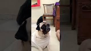 Kuttamadi hai kuttamadi😂🤣😅yogeshkumar shortvideo funny pugg pugdog [upl. by Orlanta]