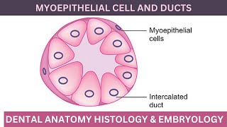 Myoepithelial Cells  Major amp Minor Salivary Gland  Dental [upl. by Kirsch44]