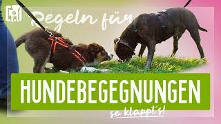 Hundebegegnungen Teil 1 – 5 Regeln für Hundebegegnungen [upl. by Kassia442]