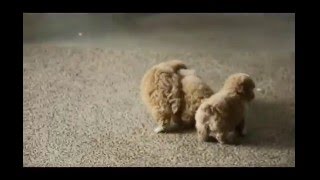 Toy Poodle Puppies For Sale [upl. by O'Shee]