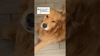 Golden Retrievers Heartwarming Love for Grandma [upl. by Jourdan]