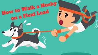 How to Walk a Husky on a Flexi Lead  Flexi 8 Metre Classic Tape Retractable Dog Lead [upl. by Zahara5]