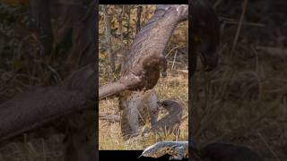 Martial Eagle caught a Rock Monitor Lizard [upl. by Mussman]