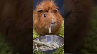 Guinea Pigs Foxtail Party cuteanimals guineapig pet cute pets guineapiggies capybara [upl. by Allac240]