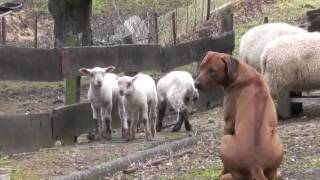 Rhodesian Ridgeback und die Laemmer 3 [upl. by Ednihek]