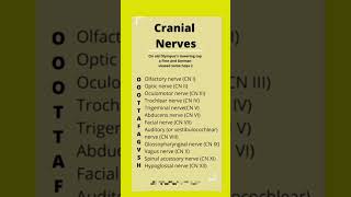 Cranial nerve physiology 12 cranial nerve [upl. by Ardnazxela729]