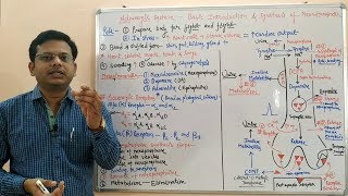 Adrenergic System Part 01  Basic Introduction and Synthesis of Norepinephrine  Noradrenaline [upl. by Rudd]