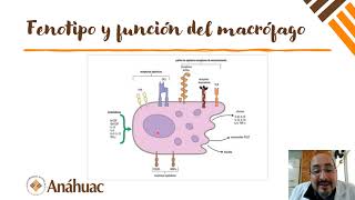 Fagocitosis  Clase [upl. by Airla]