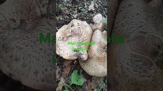 Macrolepiota procera Piciorul Căprioarei [upl. by Idok]