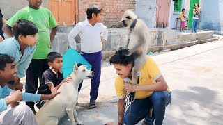 Dog vs Monkey  Bajrangi  monkey funny video  2023 new langoor video [upl. by Macguiness]