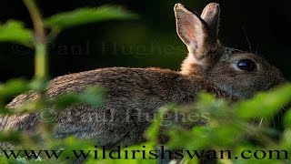 Hungry European rabbits are munching vegetation in a green field of grass🐰 🥕🐇 [upl. by Erik569]