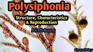 Polysiphonia  Structure Characteristics amp Reproduction  BSMSBotany  Urdu amp Hindi [upl. by Eilarol497]