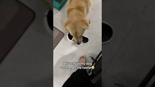 How a golden retriever welcomes you home shorts goldenretriever doglover funnydog pets [upl. by Haeli]