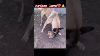 Dog mother love to her puppydog doglover cute shorts shortsfeed youtubeshorts viralshorts [upl. by Aynahs874]