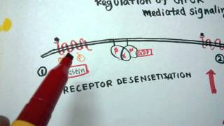 GPCR regulation  Desensitization of GPCR [upl. by Natala786]