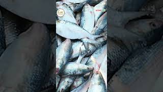 Fishery Ghat  Elish Mach  Shorts  Channel Krishi [upl. by Aetnahs]