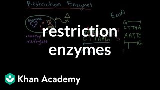 Restriction enzymes [upl. by Varipapa982]