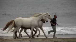 Horses at Liberty [upl. by Soloman]