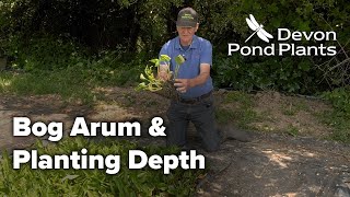 Bog Arum and Pond Plant Planting Depth [upl. by Ahsirhcal]