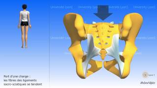 Larticulation sacroiliaque [upl. by Arlette]