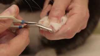 How to clip your cats claws [upl. by Somerset]