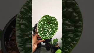 Anthurium Luxurians Collection anthurium Luxurians trending [upl. by Alina599]