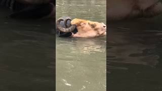 Sleeping Buffaloes 🐃 buffalow buffallo viralvideo shortsvideo khanjeetv [upl. by Adaven]