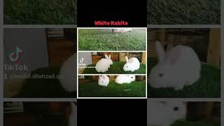 White Rabbits  Beautiful White Rabbits [upl. by Yanaj]